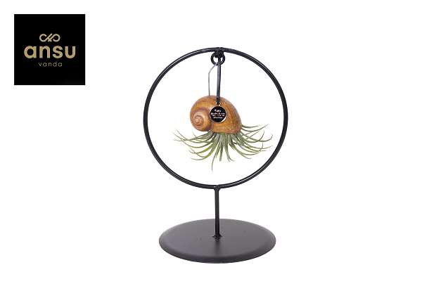 Picture of Tillandsia heremit crab in frame