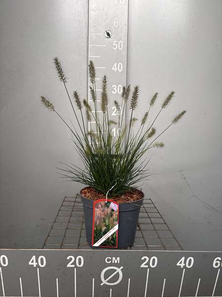 Picture of Pennisetum al  little bunny