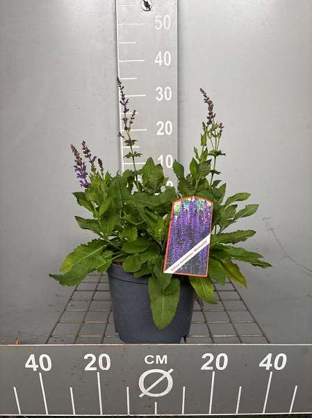 Picture of Salvia nemorosa mainacht