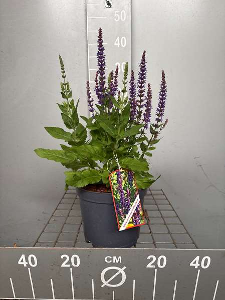 Picture of Salvia nemorosa ostfriesland