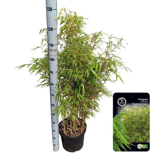 Picture of Fargesia robusta formidable