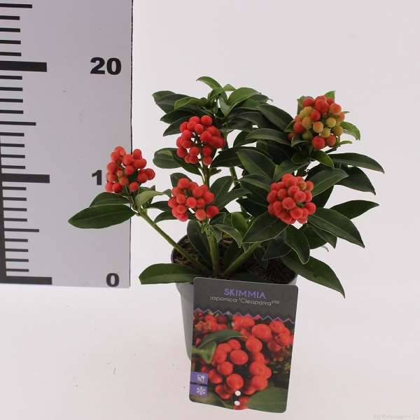 Picture of Skimmia japonica cleopatra