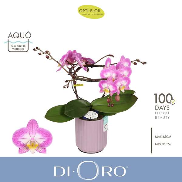 Picture of Phalaenopsis 02-stem dioro allure in ceramic