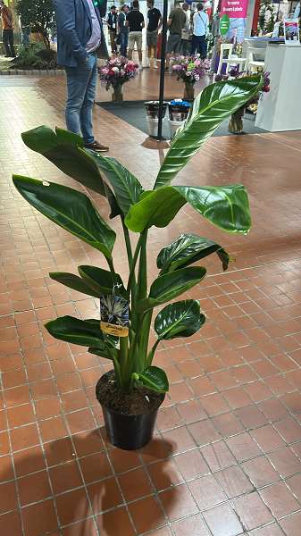 Picture of Strelitzia augusta