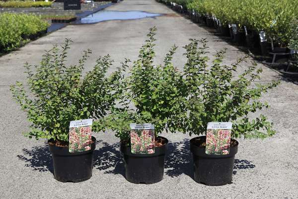 Picture of Symphoricarpos little berry