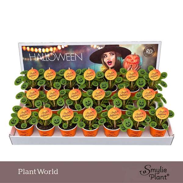 Picture of Pilea smiley plant halloween