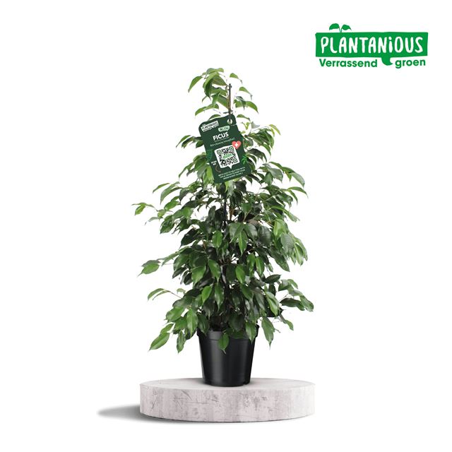 Picture of FICUS BENJAMINA DANIELLE