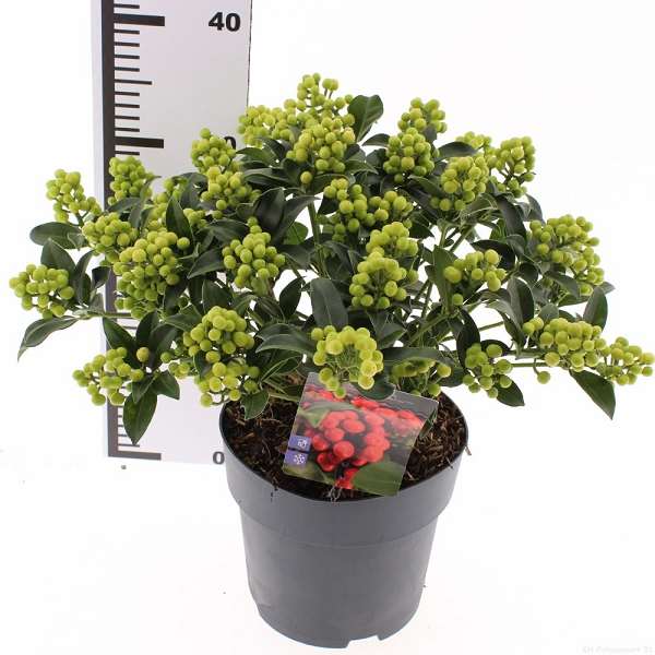 Picture of Skimmia japonica cleopatra