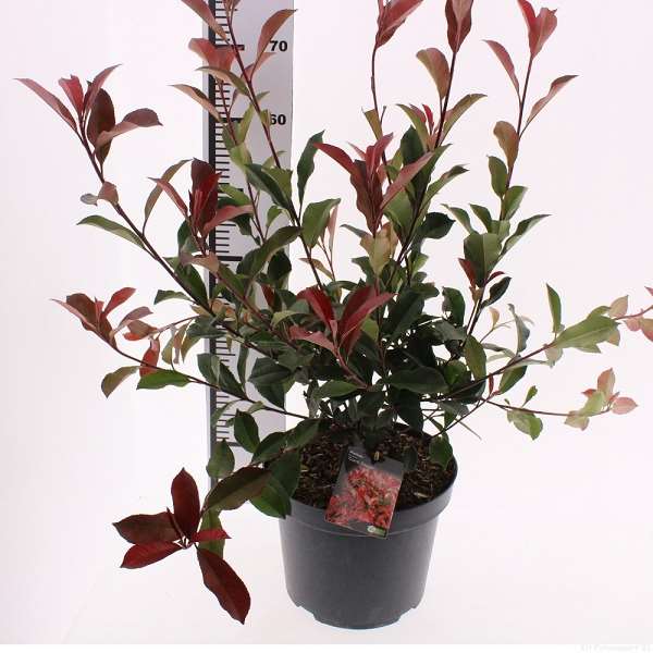Picture of Photinia fraseri carre rouge