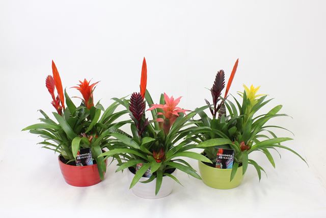 Picture of Bromelia mix 4pp in ceramic