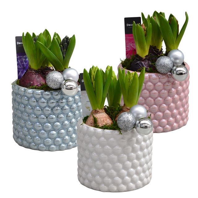 Picture of HYACINTHUS 03BULBS PERLA CERAMIC