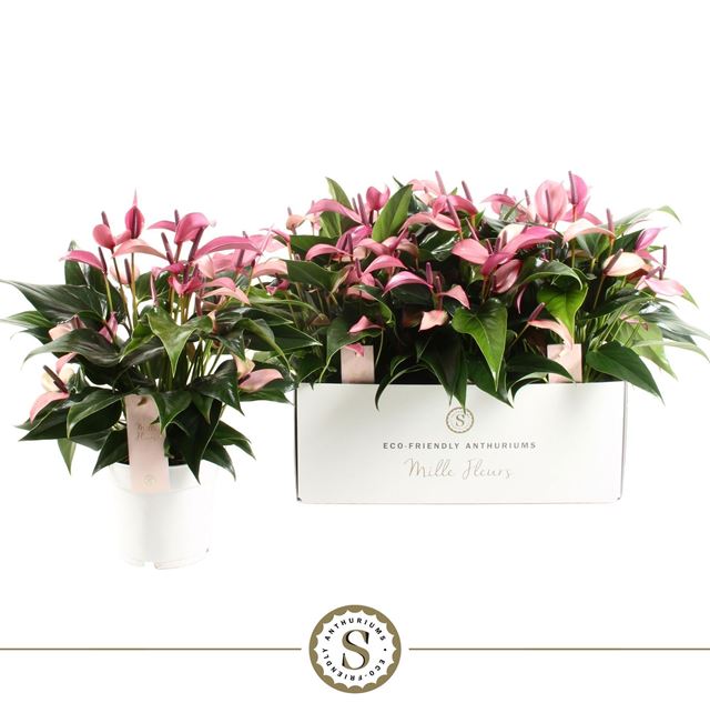 Picture of Anthurium andraeanum zizou