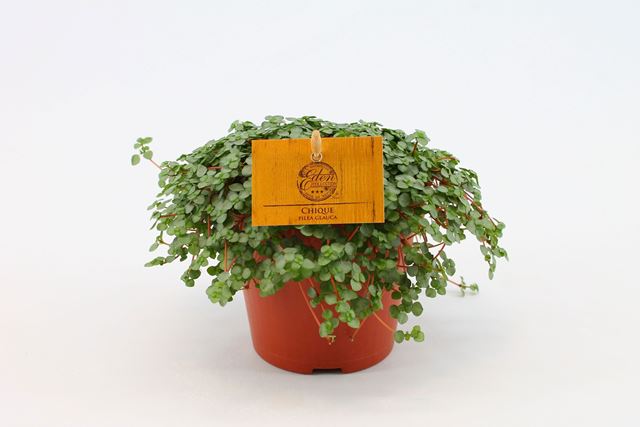 Picture of Pilea glauca