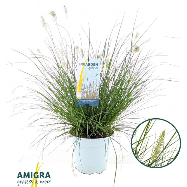 Picture of Pennisetum alopecuroides little hameln