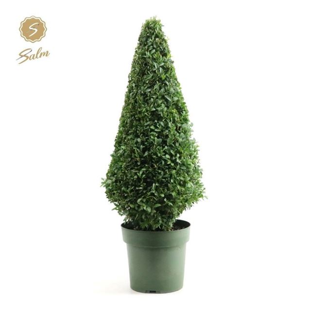Picture of Buxus sempervirens pyramid 055cm