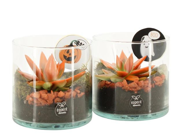 Picture of Halloween arrangement 01pp glass