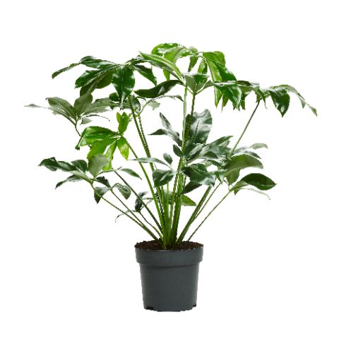 Picture of PHILODENDRON FUN BUN