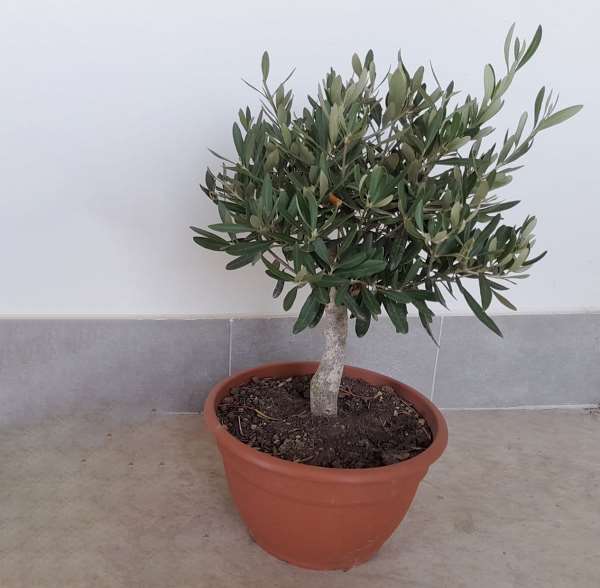 Picture of OLEA EUROPAEA BONZAI COUPE 25CM