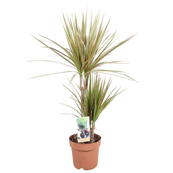 Picture of DRACAENA MARGINATA BICOLOR 030+/10+