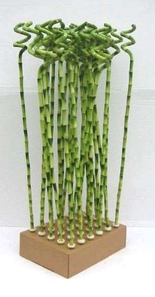 Picture of LUCKY BAMBOO SPIRALE 90CM