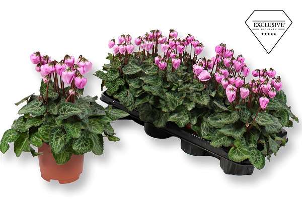 Picture of Cyclamen exclusive® windbell