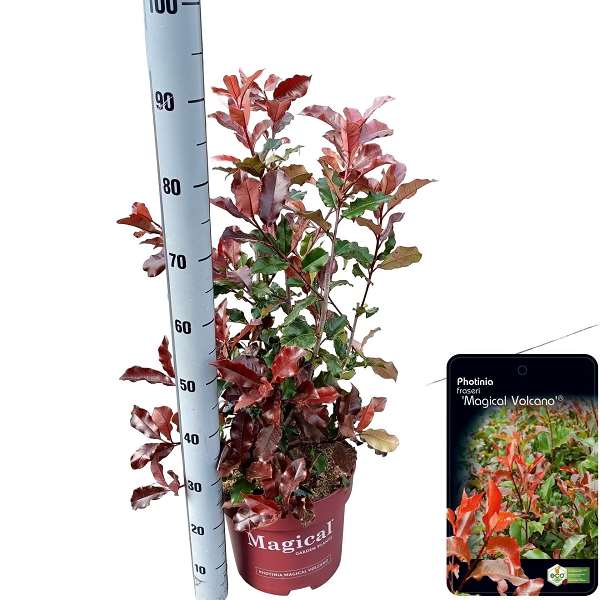 Picture of Photinia fraseri magical vulcano