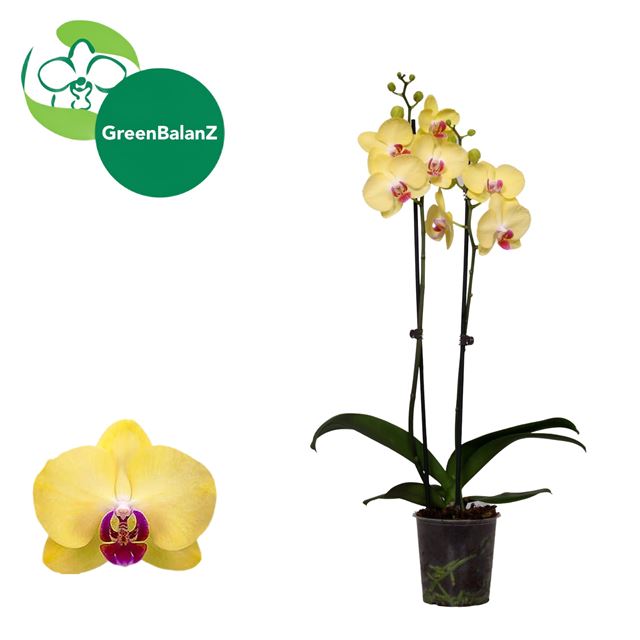 Picture of Phalaenopsis 02-stem mariflore