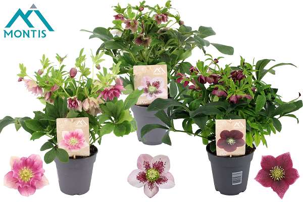 Picture of Helleborus orientalis mix