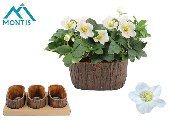 Picture of Helleborus christmas carol ceramic