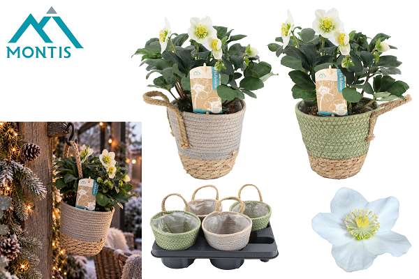 Picture of Helleborus christmas carol hanging basket