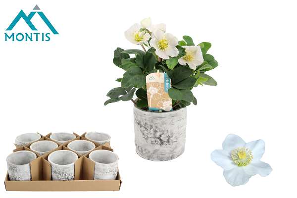 Picture of Helleborus ceramic