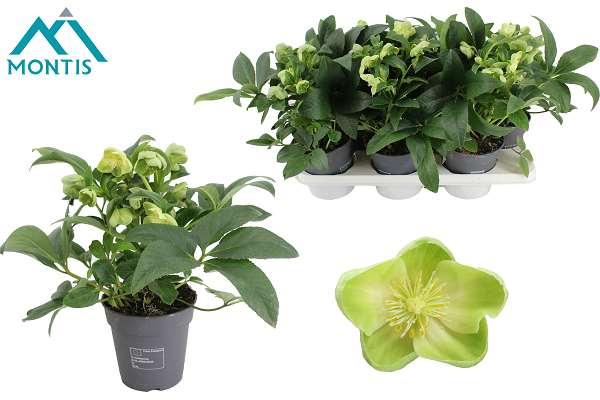 Picture of Helleborus jwls endless