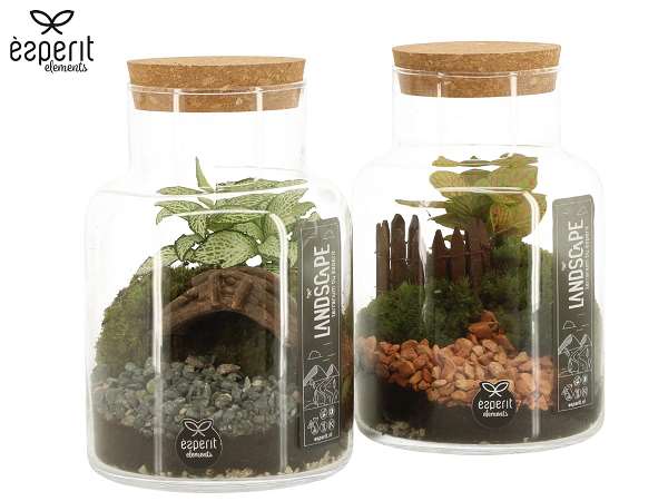 Picture of Terrarium landscape