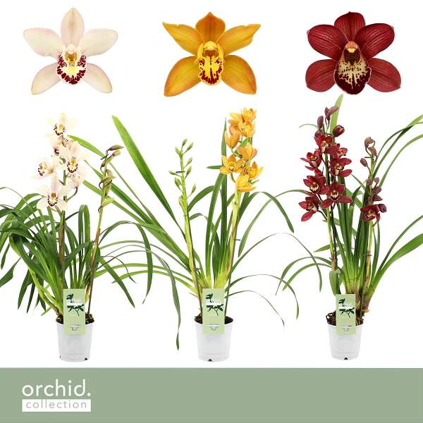 Picture of Cymbidium 02-t mix orchid collection'