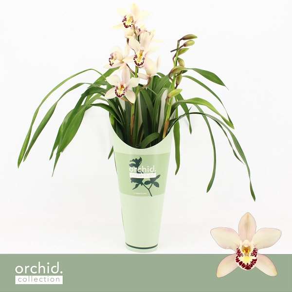 Picture of Cymbidium 02-stem white + cover