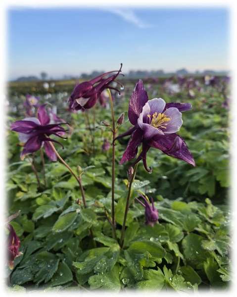 Picture of Aquilegia vulgaris winky purple and white