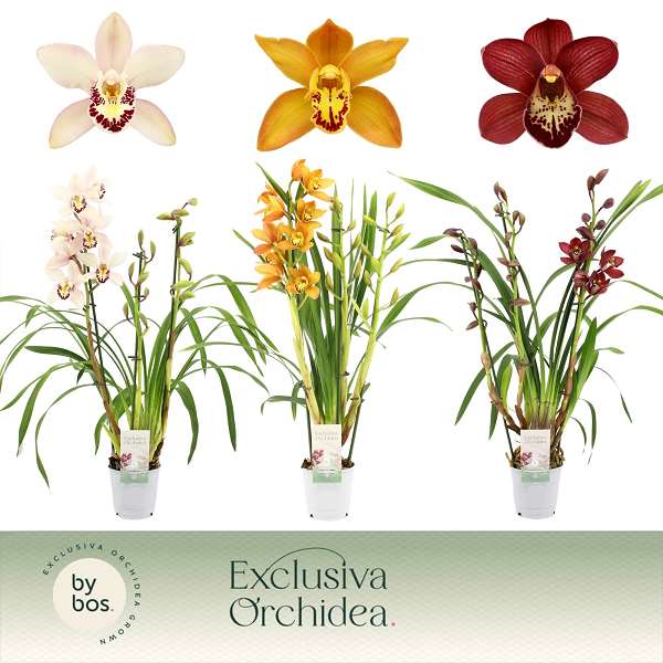 Picture of Cymbidium 03-stem mix exclusiva