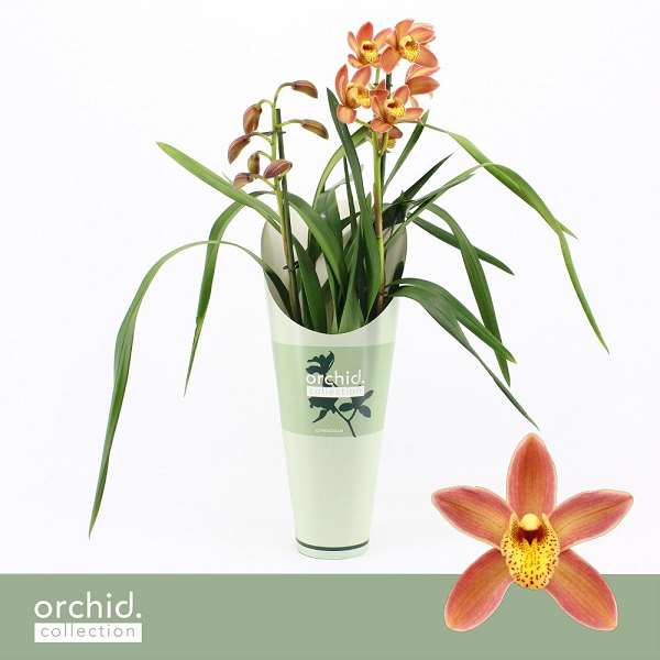 Picture of Cymbidium 02-stem orange cover