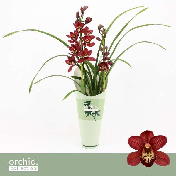 Picture of Cymbidium 02-stem red + cover