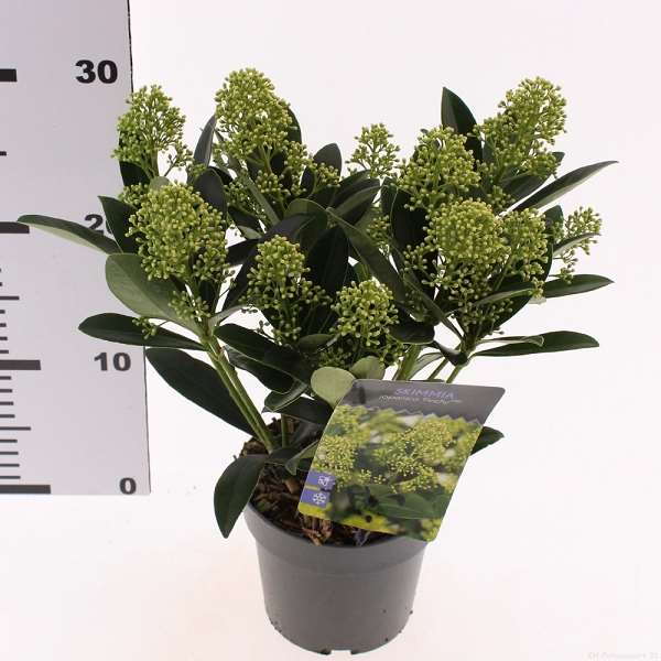 Picture of Skimmia japonica finchy
