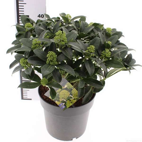 Picture of Skimmia japonica fragrant cloud