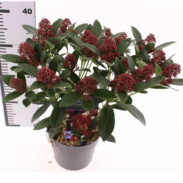 Picture of Skimmia japonica rubella