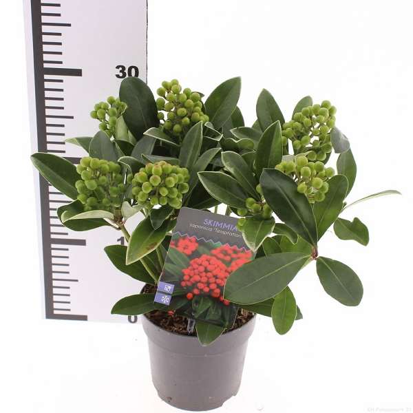 Picture of Skimmia japonica temptation