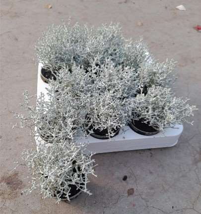 Picture of Calocephalus brownii
