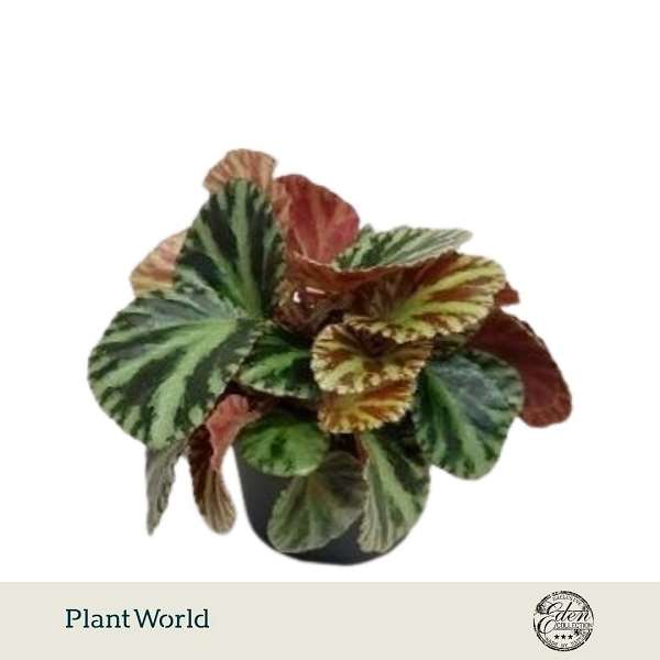 Picture of Begonia gironella safari tiger