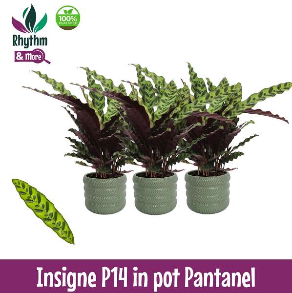 Picture of Calathea insignis in ceramic