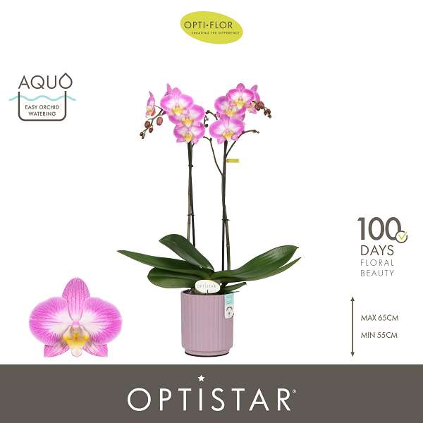 Picture of Phalaenopsis 02-stem optistar carey in ceramic