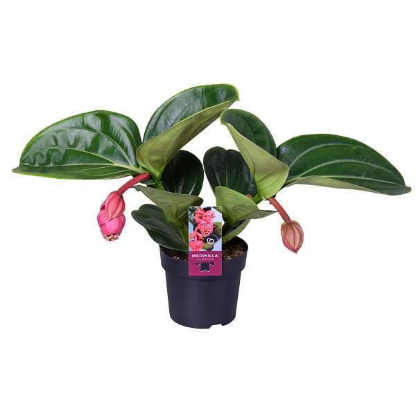 Picture of Medinilla magnifica lambada 02-fl