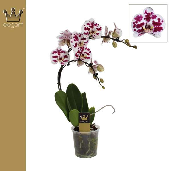 Picture of Phalaenopsis 02-stem boemerrang spilled ink
