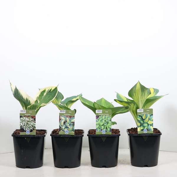 Picture of Hosta mix